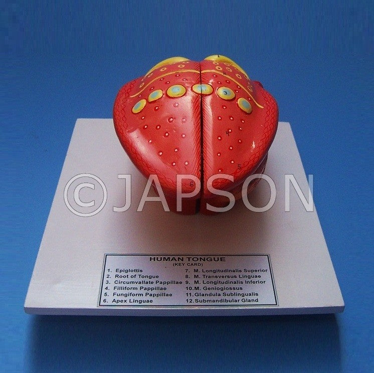 Human Tongue Model Human Tongue Model